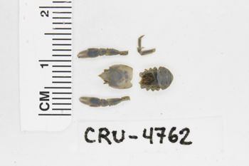 Media type: image; Invertebrate Zoology CRU-4762